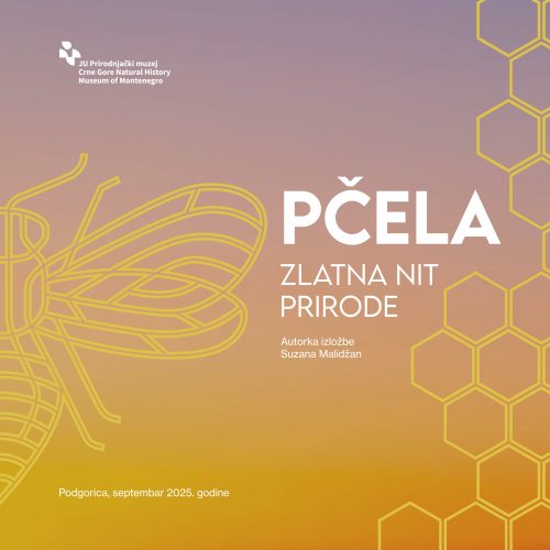 Večeras, 26. septembra, svečano otvaramo novu izložbu “PČELA – zlatna nit prirode”