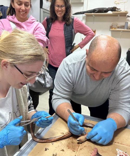 Učenje kroz praksu: edukativno iskustvo master studenata biologije u Prirodnjačkom muzeju