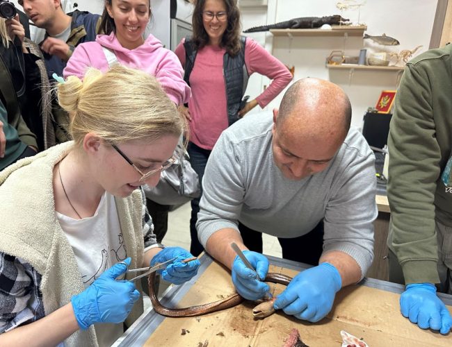 Učenje kroz praksu: edukativno iskustvo master studenata biologije u Prirodnjačkom muzeju