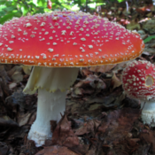 Amanita muscaria - muhara