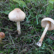 Lepiota oreadiformis