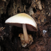 Volvariella bombycina
