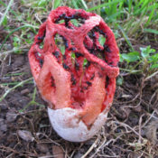 Clathrus ruber