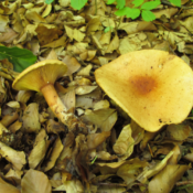 Lactarius rubrocinctus