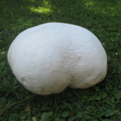 Langermania gigantea