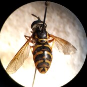 Chrysotoxum