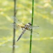 Libellula qadrimaculata cetvorotackasti gonic