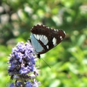 Limenitis reducta bijeli admiral foto S Malidzan