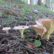 Clitocybe gibba