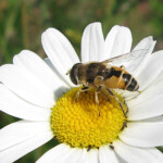 Eristalis-arbustorum