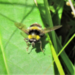 Arctophila-bombiformi