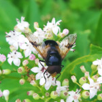 Volucella-pellucens