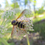 Chrysotoxum-tomentosum