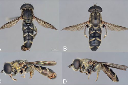 Nova vrsta osolikih muva za nauku sa prostora Crne Gore