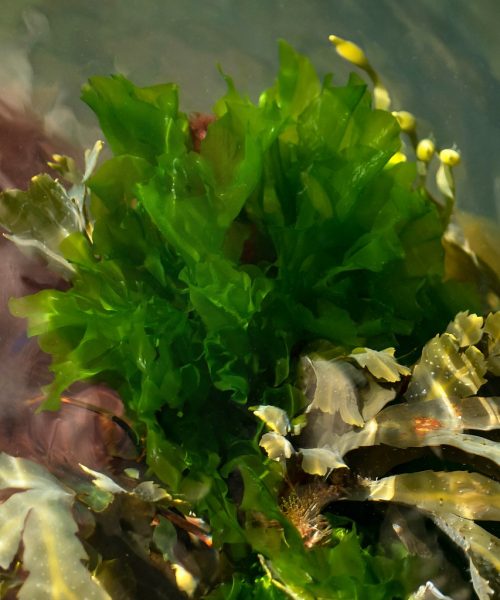 Morska salata – Ulva lactuca L.