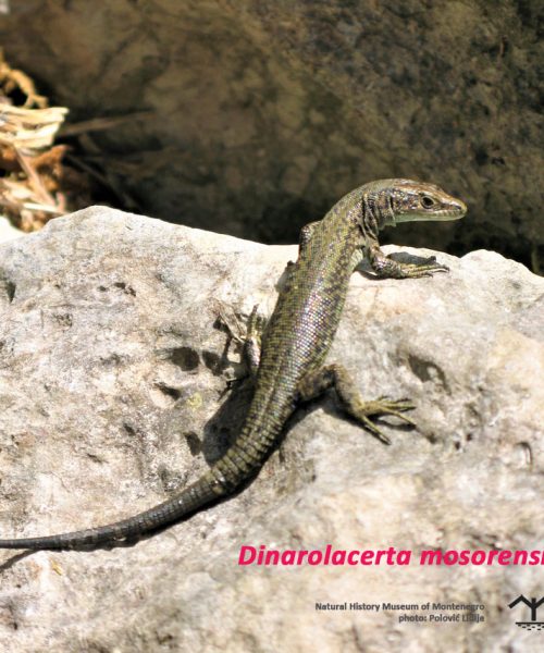 Dinarski gušteri – endemične i reliktne vrste I DIO