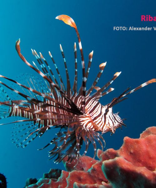 INVAZIVNE VRSTE RIBA – žive li kod nas i jesu li prijetnja domaćim vrstama?