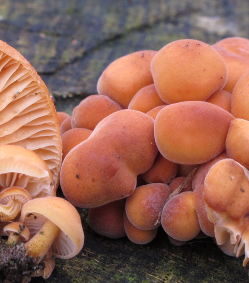 Zimski plamičak (Flammulina velutipes)