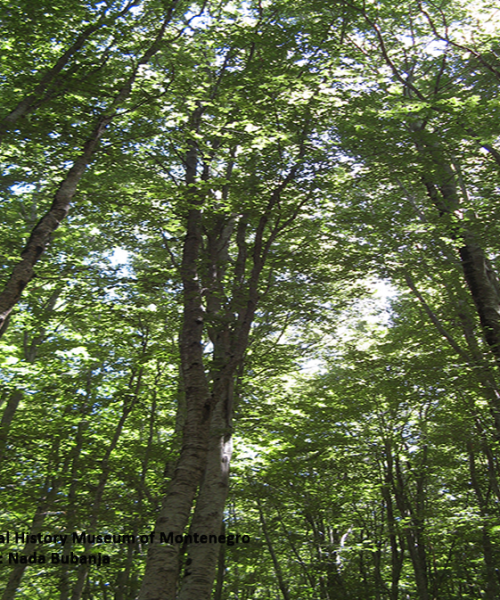 „Zdrave šume donose zdrave ljude“ – MEĐUNARODNI DAN ŠUMA