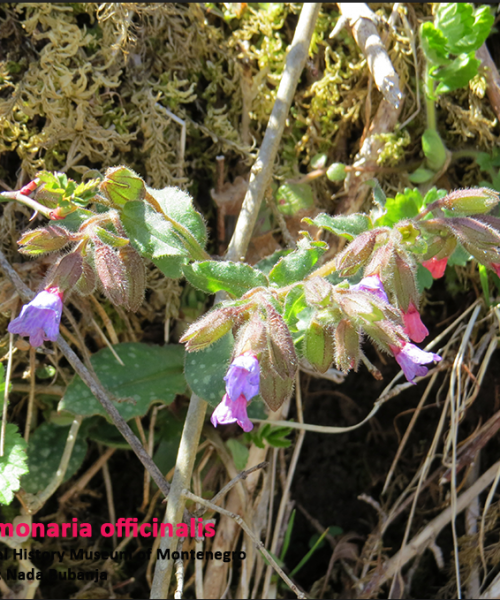 „PRVA POMOĆ“ KOD SVIH PLUĆNIH BOLESTI