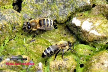 „MOŽEMO LI MI BEZ PČELA?!“  Svjetski dan pčela – 20. maj