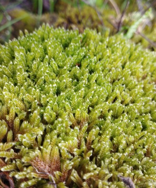 Hypnum cupressiforme Hedw.