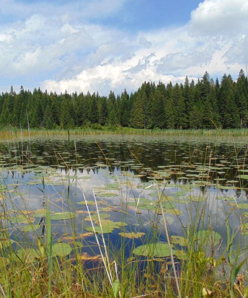 Naša snaga, naša planeta -22. april, Međunarodni dan planete Zemlje