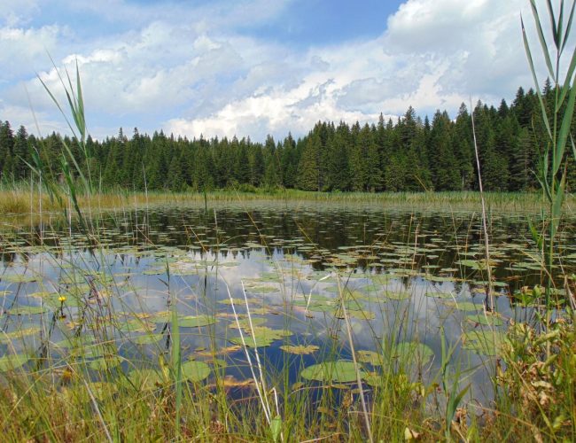 Naša snaga, naša planeta -22. april, Međunarodni dan planete Zemlje