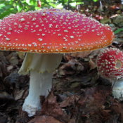 Amanita muscaria - muhara Amanita muscaria - muhara