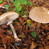 Macrolepiota procera - sunčanica Macrolepiota procera
