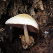 Volvariella bombycina - svilenkasta tobličarka Volvariella bombycina