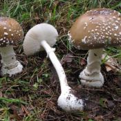 Amanita pantherina - panterova muhara Amanita pantherina - panterova muhara