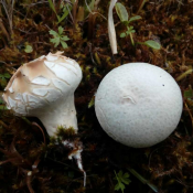 Boavista paludosa - močvarna puhara Boavista paludosa