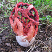 Clathrus ruber - vještičje srce Clathrus ruber