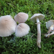 Cystoderma carcharias - planinska hrapavica Cystoderma carcharias