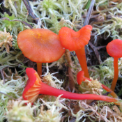Hygrocibe coccineocrenata - tresetna vlažnica Hygrocibe coccineocrenata