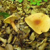 Lactarius rubrocinctus Lactarius rubrocinctus
