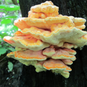 Laetiphorus sulphureus - šumsko  pile Laetiphorus sulphureus