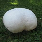 Langermania gigantea - gigantska puhara Langermania gigantea