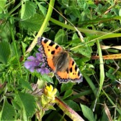 Aglais urtice foto S Malidzan Aglais urtice