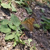 Apatura metis foto S Malidzan Apatura metis