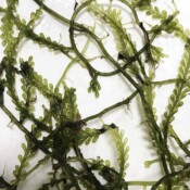Caulerpa racemosa