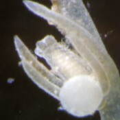 Chara contraria f. capillacea Chara contraria f. capillacea