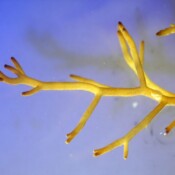 Cystoseira barbata Cystoseira barbata