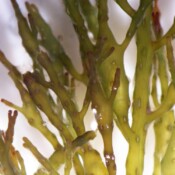 Cystoseira sp. Cystoseira sp.