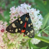 Lepidoptera Lepidoptera