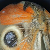 Inachis io krila pod lupom foto S Malidzan Inachis io krila pod lupom