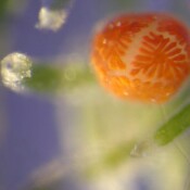 Detalj alge pod mikroskopom Detalj alge pod mikroskopom