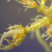 Detalj pod mikroskopom Detalj pod mikroskopom