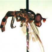 Pelecocera caledonica foto S Malidzan Pelecocera caledonica foto S Malidzan